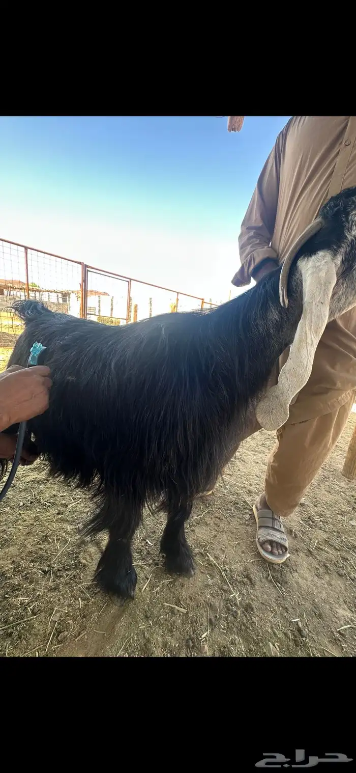 عنز عارضيه صنف جرم تم البيع 10