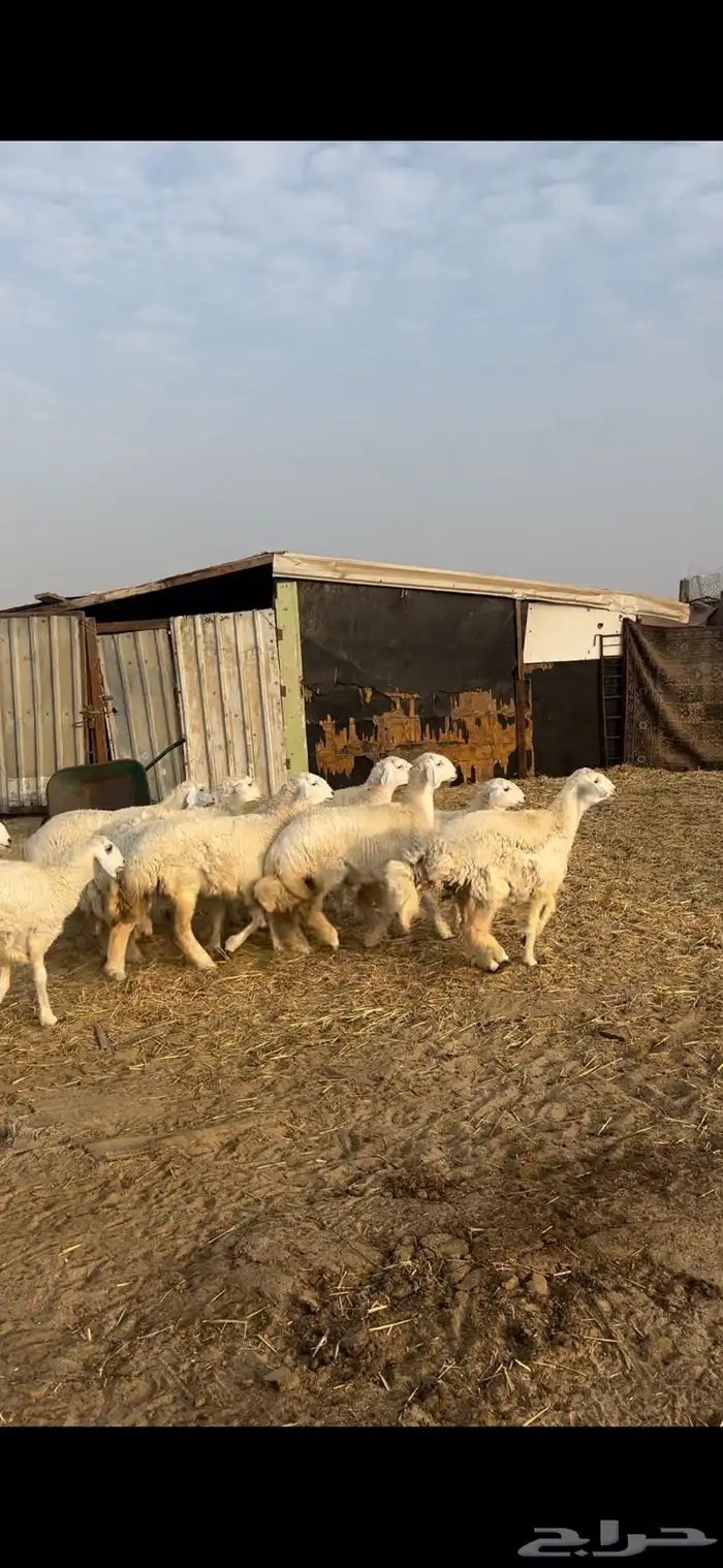 جذعات حريات صنف 2