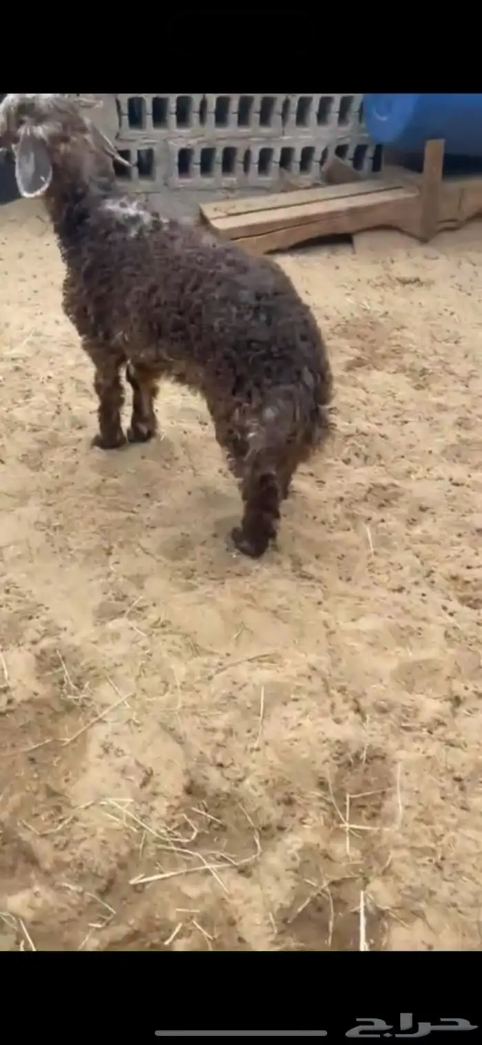 هرافا زبده 0