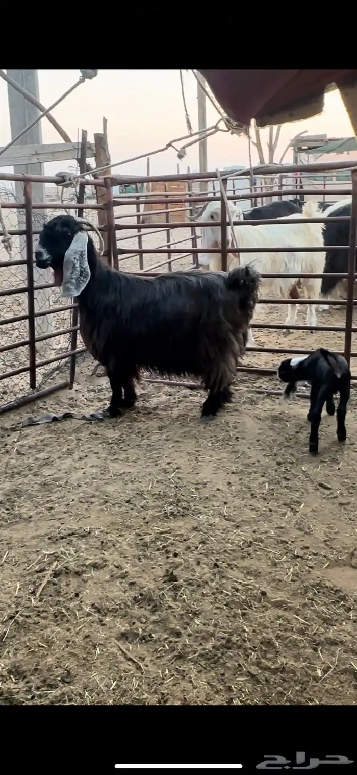 رغوث عارضيه 0