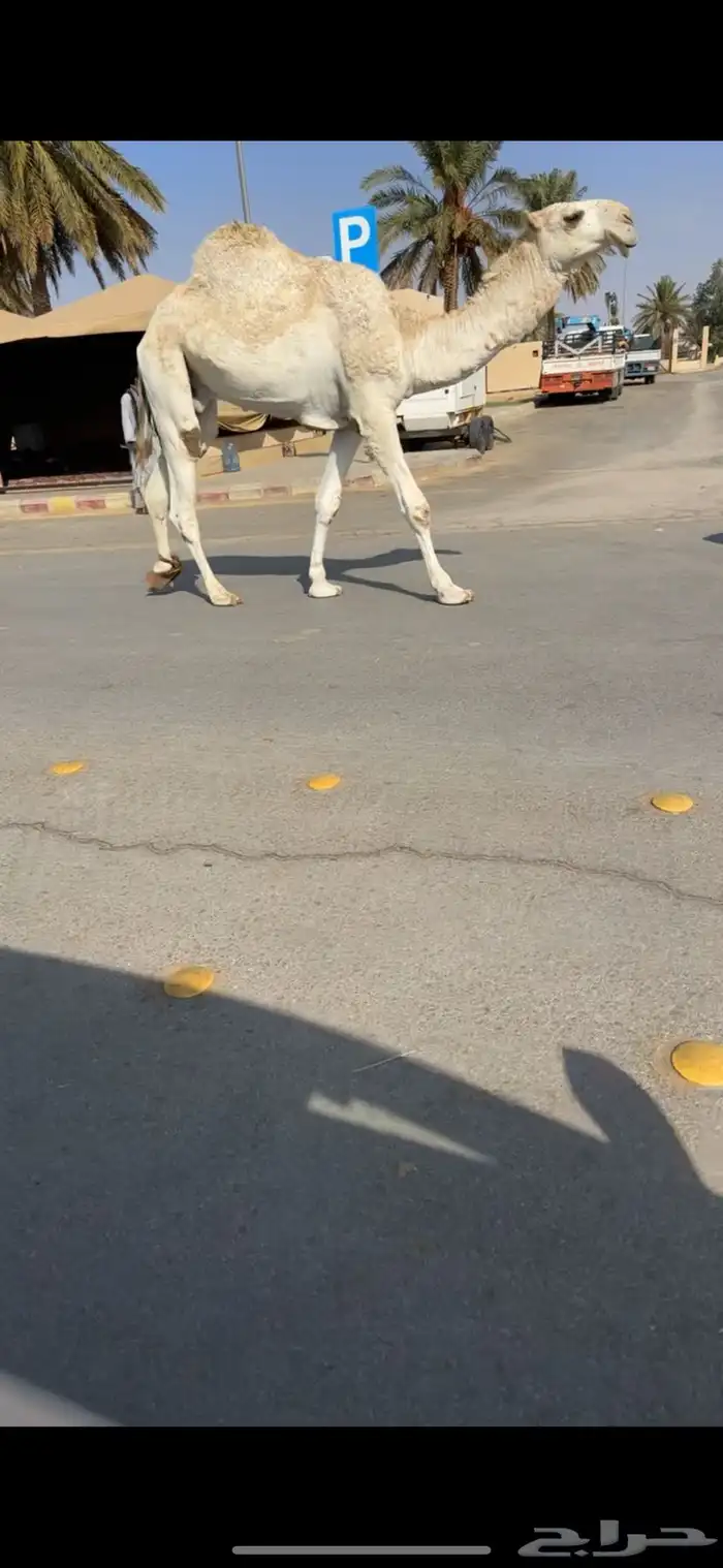 قعود اوضح باتلي 0