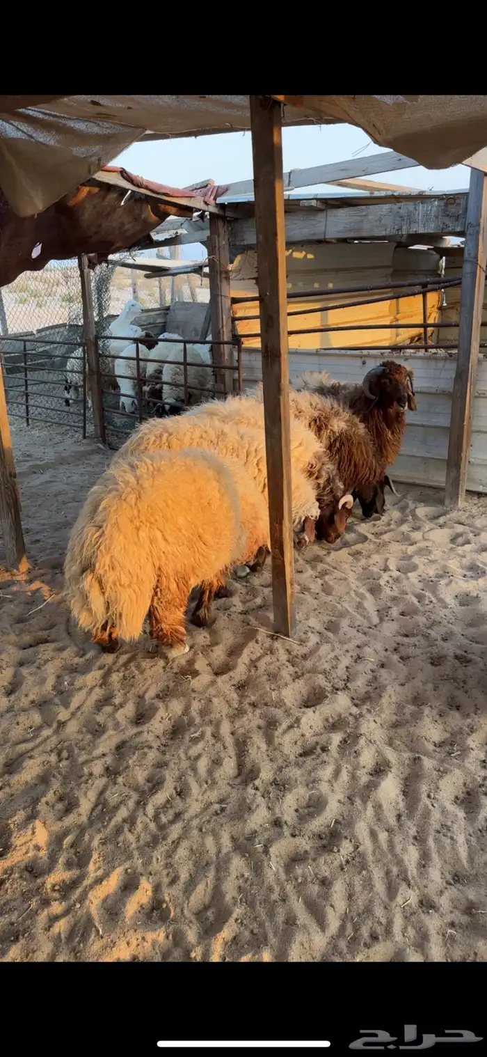 خرفان نعيم جبره 0