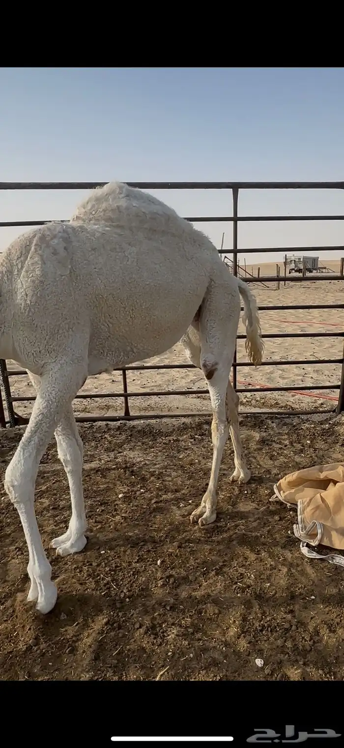 بكره طيبه كفو 4