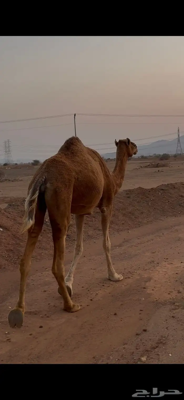 ناقه للبيع 1