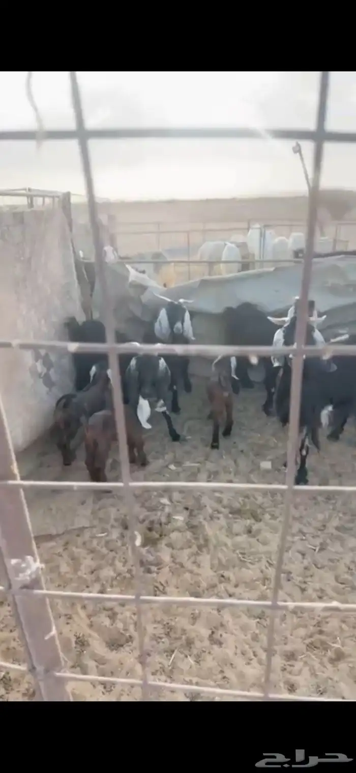 معزا خلفات السوم 1600 1