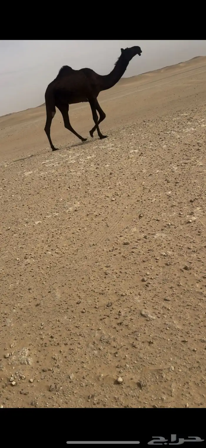 مفروده طيبه جدا 0