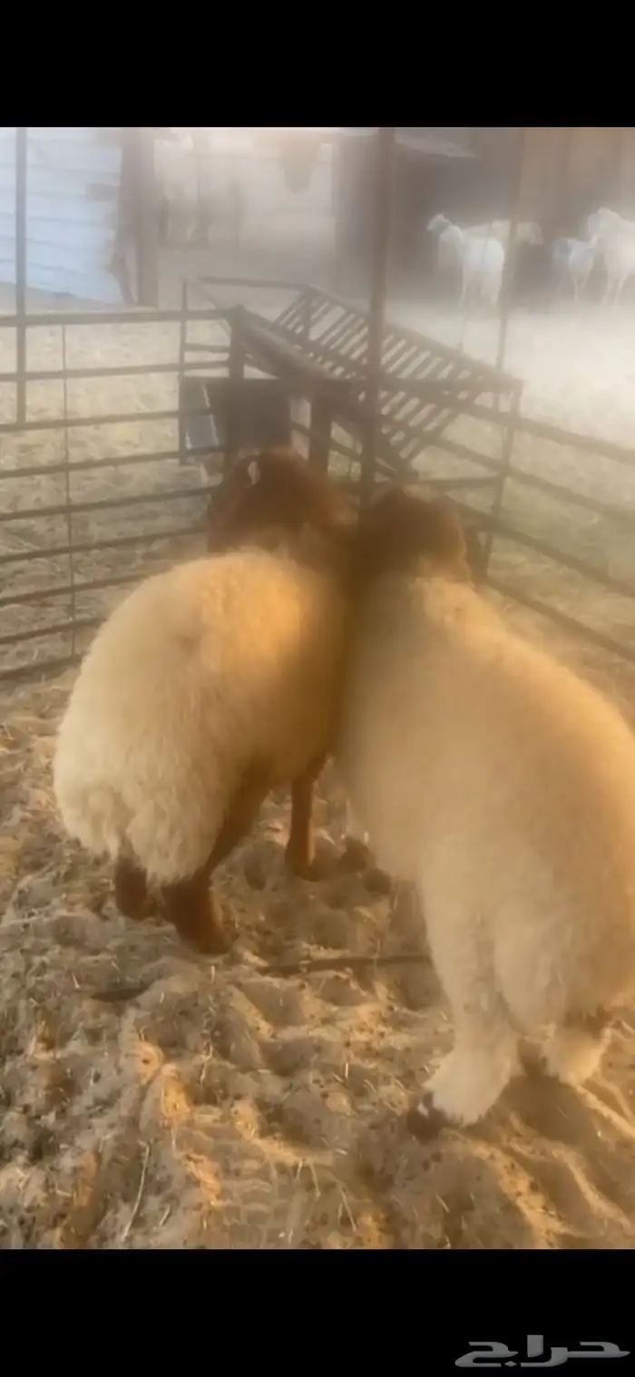 خرفان نعيم للبيع الدمام 0