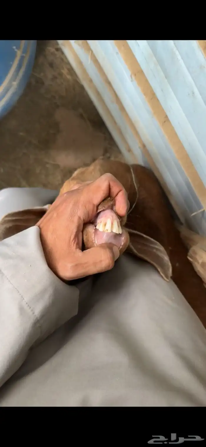 عنز بعناقها 0