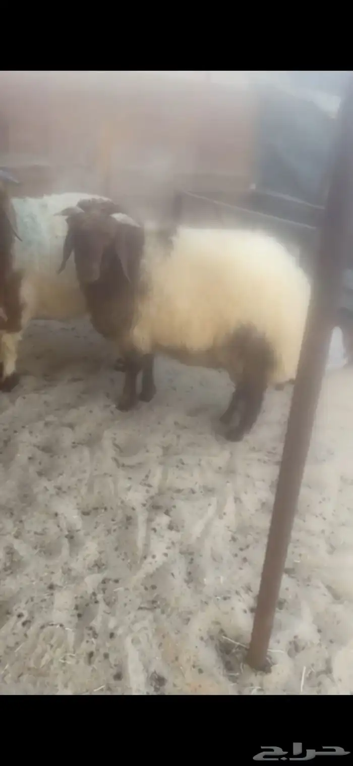 خرفان نعيم للبيع الدمام 1
