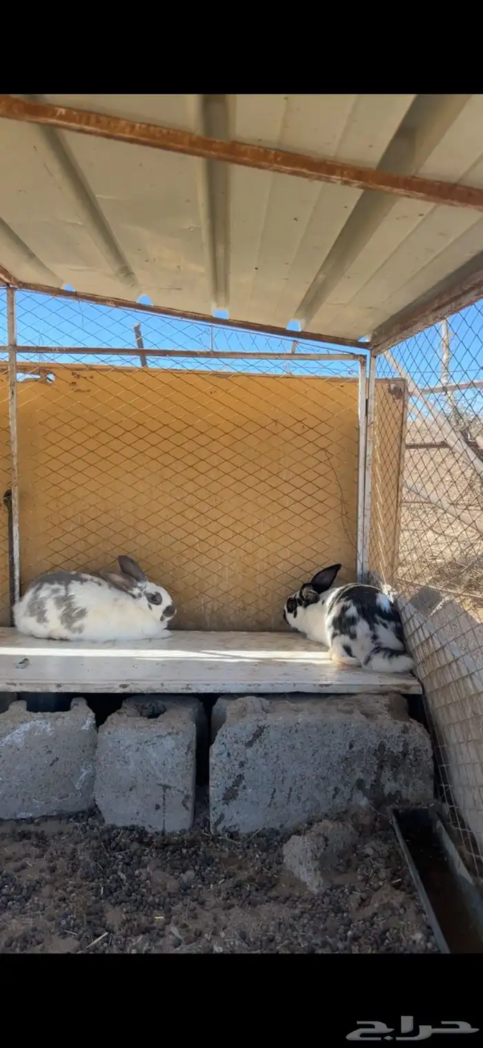 ارانب منتجه بابيون 3