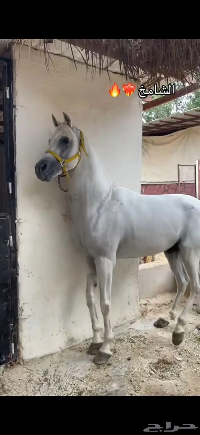 حصان شعبي 0