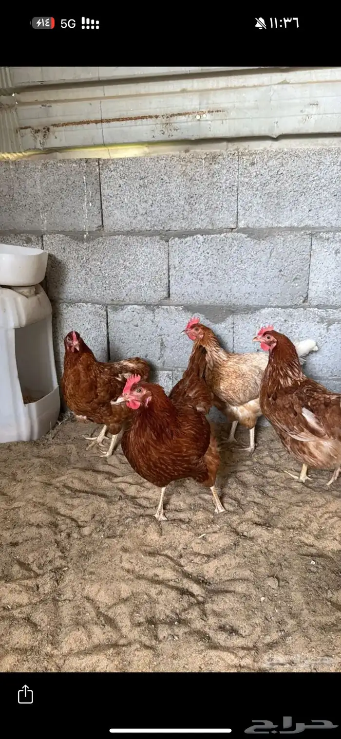 بيض مخصب لهمان ألمانيي 1