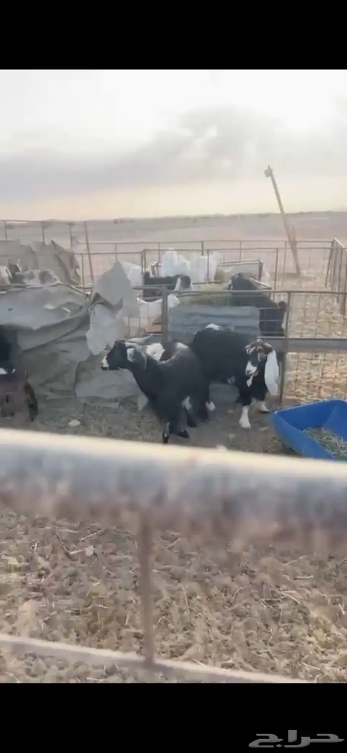 معزا خلفات السوم 1600 0