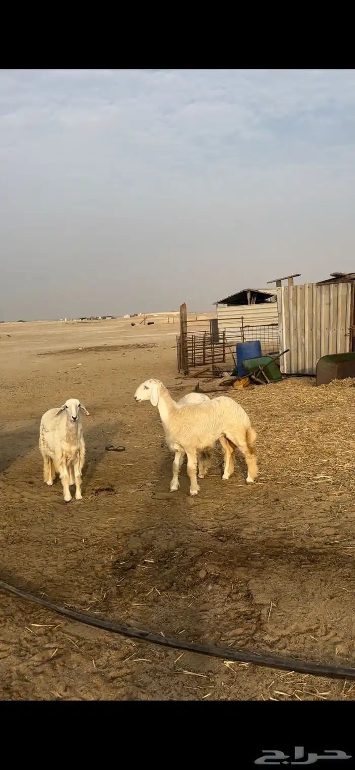 جذعات حريات صنف 1