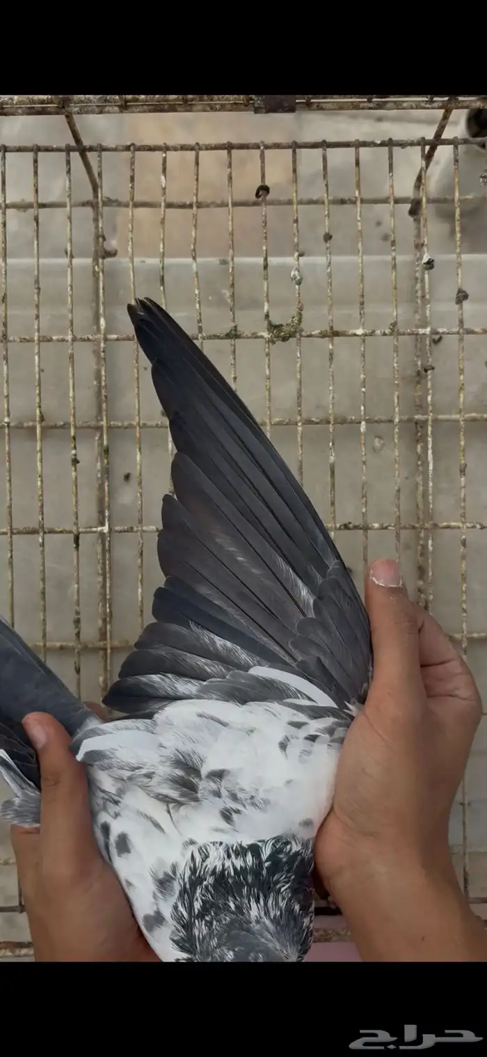 جوز سالكوتي علي ولا 2