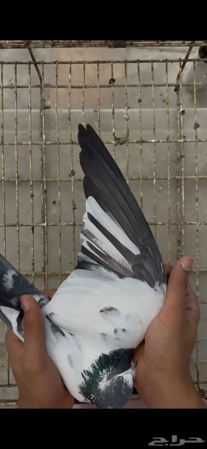 جوز سالكوتي علي ولا 5