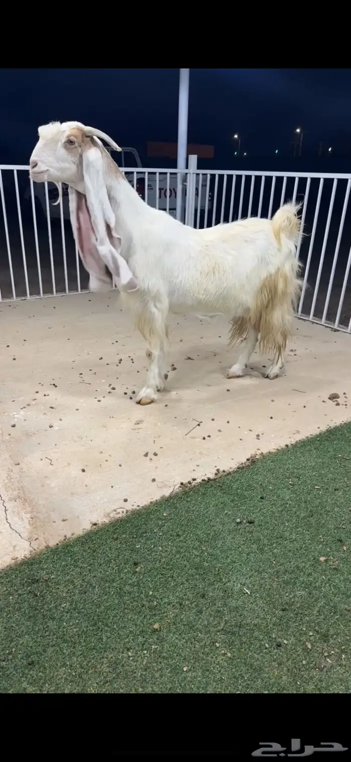 عنز مطوره نادره خصم الخصم تممم البيع 0