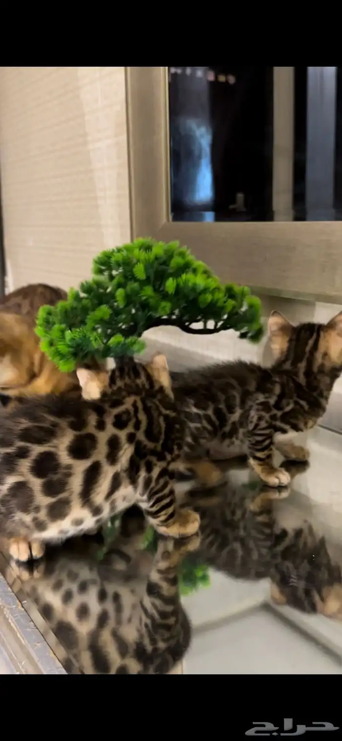قطط بنغال للبيع مستوى اكثر من قوي ماشاء الله 9