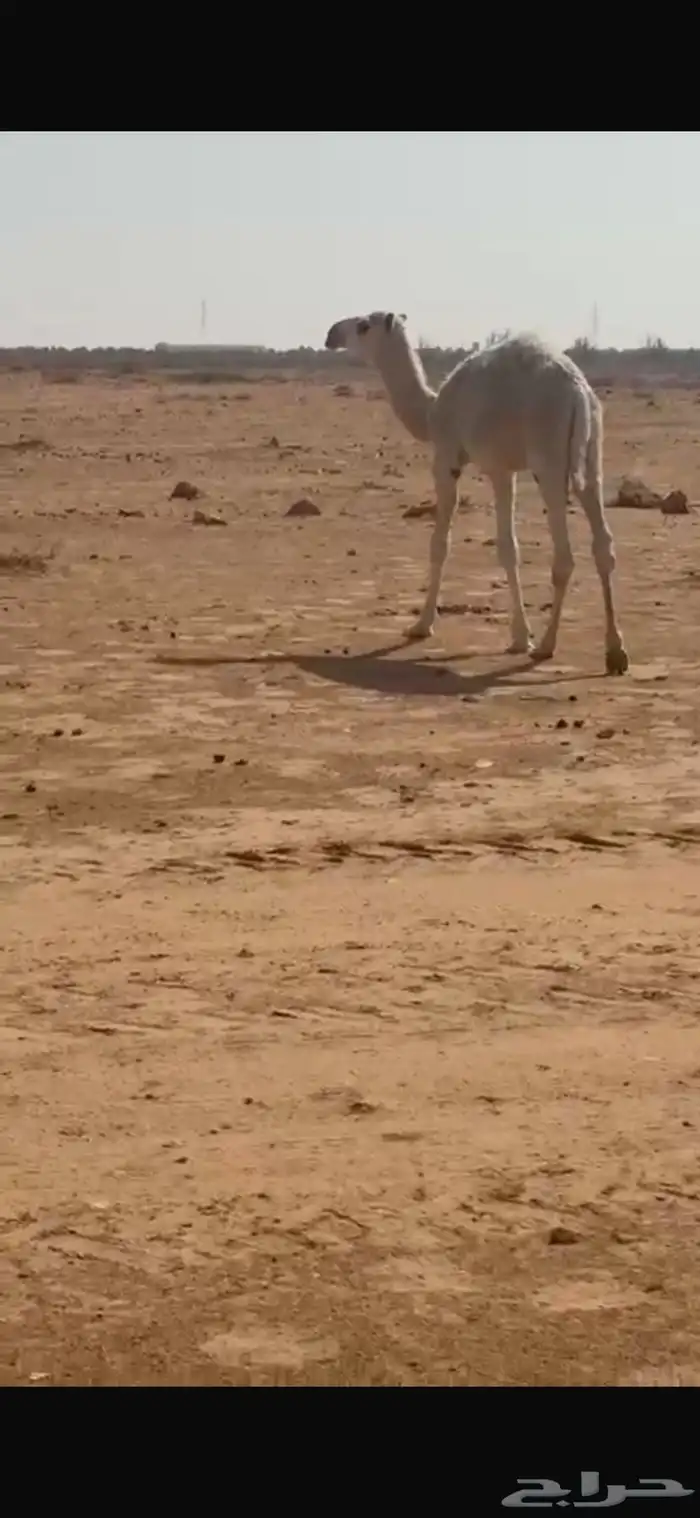 بكرة وقعود للبيع 4