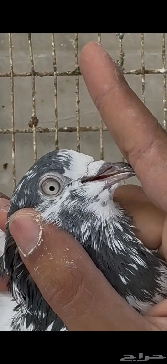 جوز سالكوتي علي ولا 1