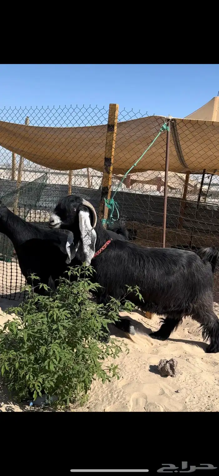 معزا عوارض دفيع طيبة 0