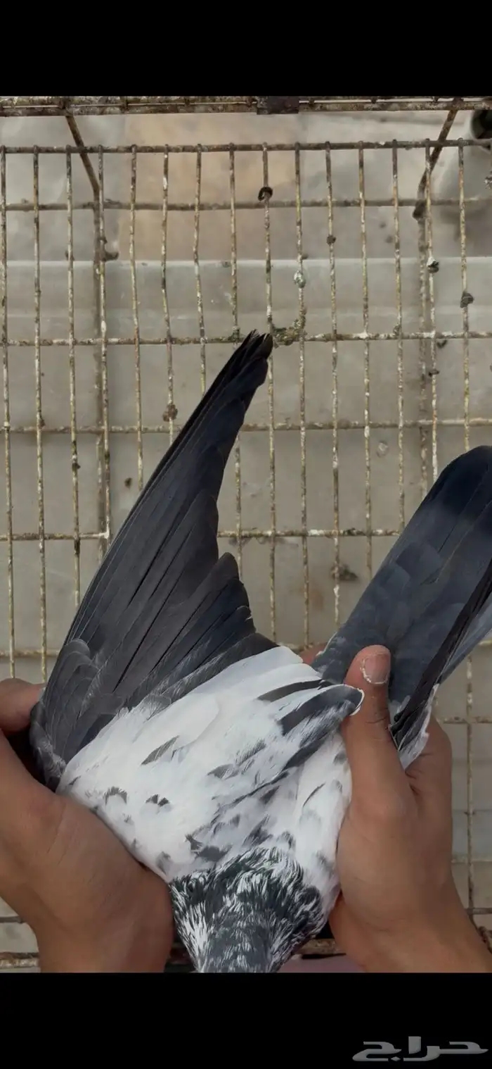 جوز سالكوتي علي ولا 3