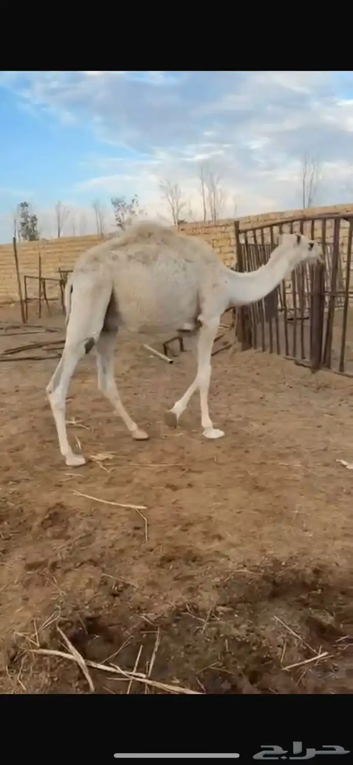 حاشي قعود حق اوضح 0