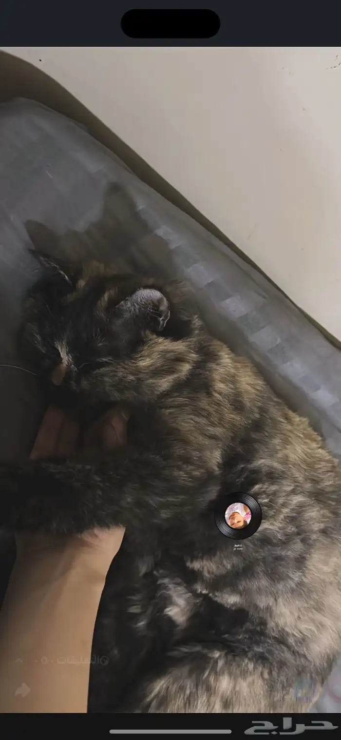 قطة شيرازية 2