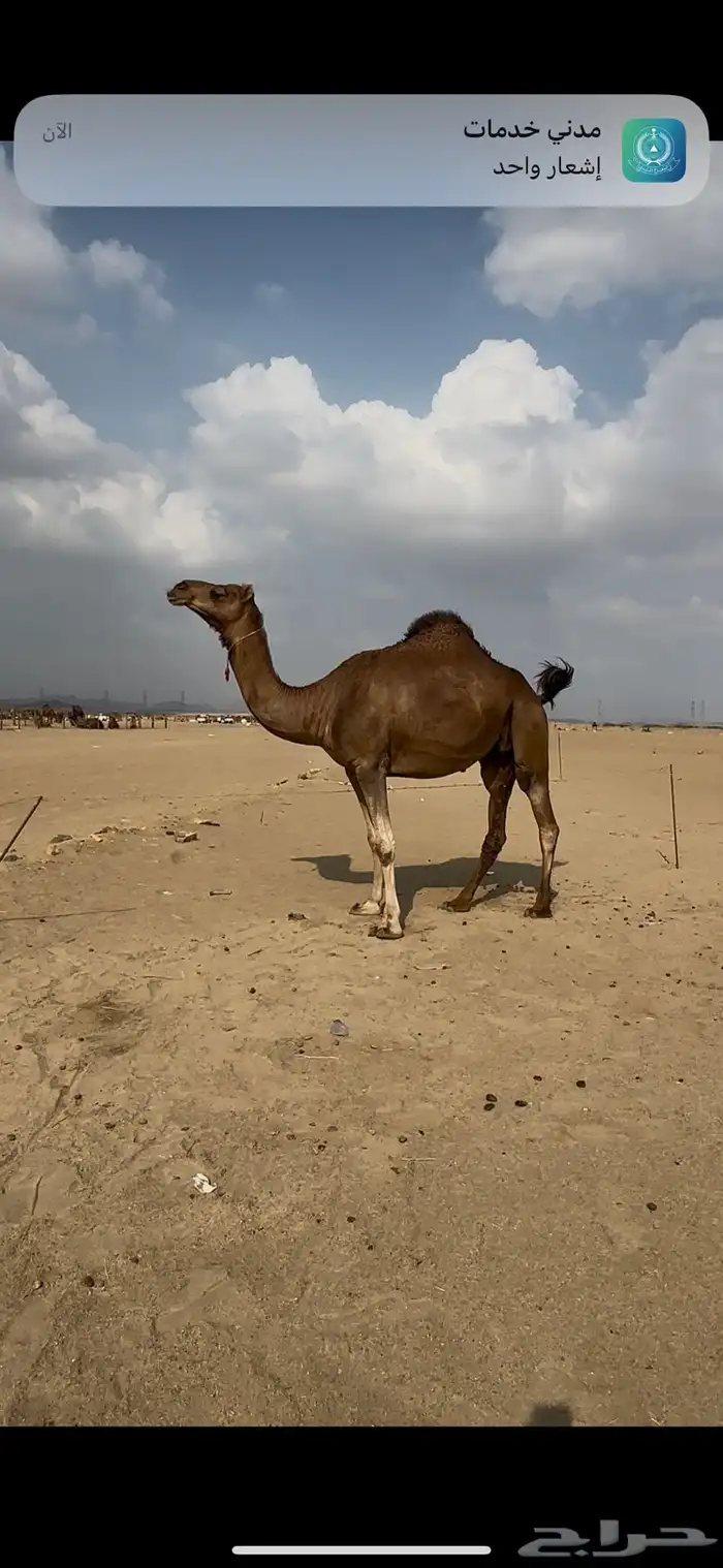 ساحليه كفو مزيونه لقحه 1