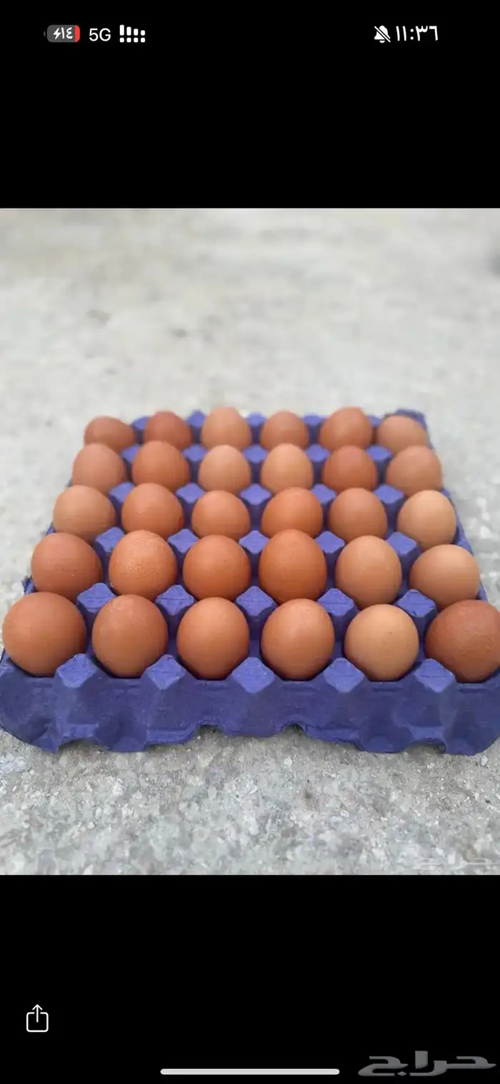 بيض مخصب لهمان ألمانيي 0