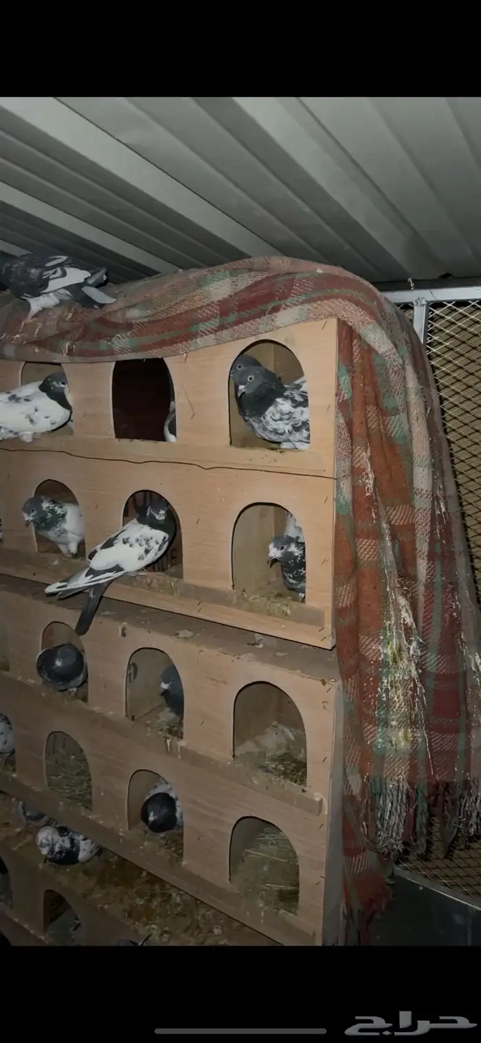 حمام باكستاني نقشه وحده 1