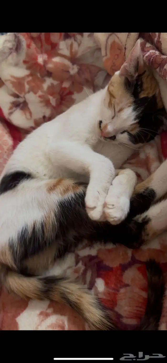 قطط 5