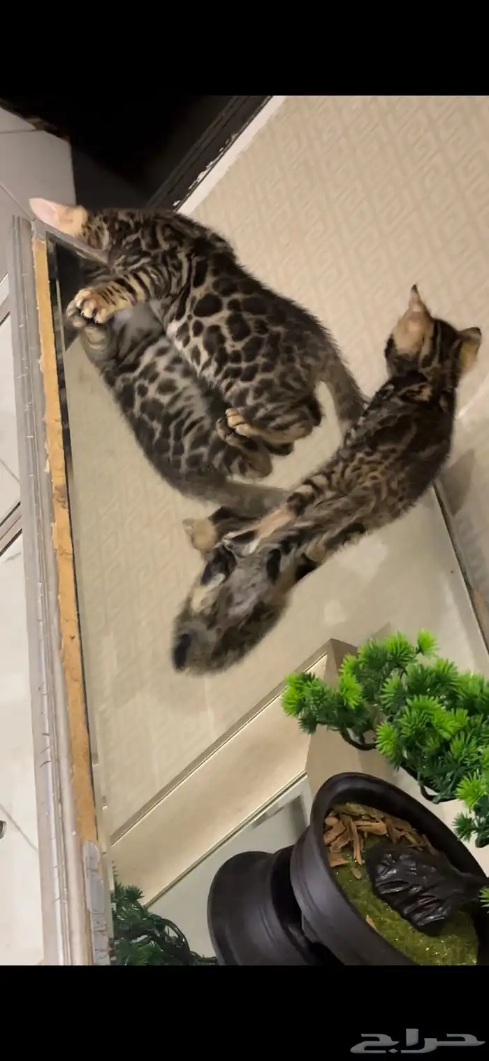 قطط بنغال للبيع مستوى اكثر من قوي ماشاء الله 21