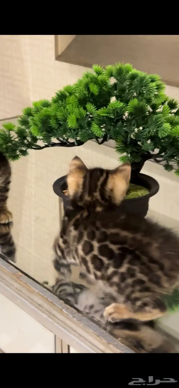 قطط بنغال للبيع مستوى اكثر من قوي ماشاء الله 16