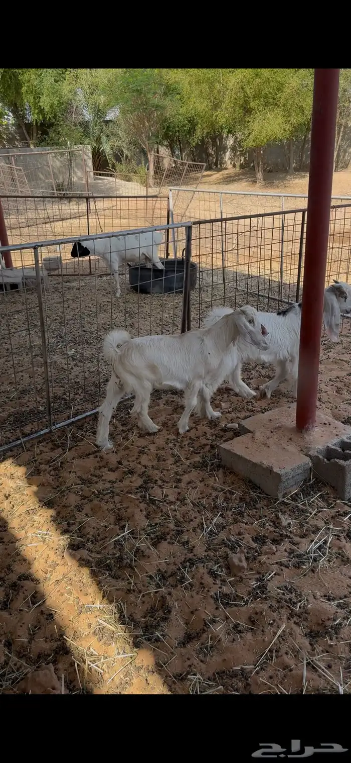 للبيع خروفين حري وتيسين لبانيات 2