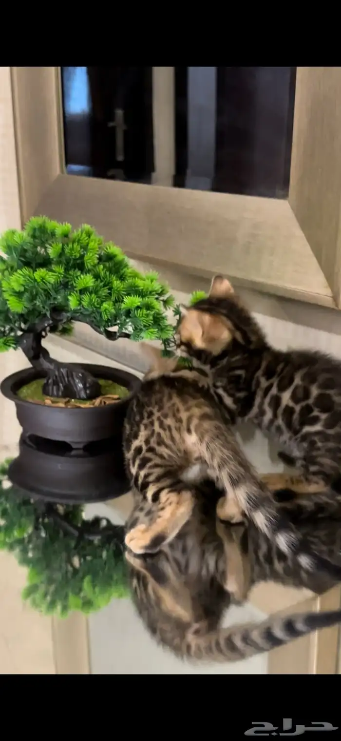 قطط بنغال للبيع مستوى اكثر من قوي ماشاء الله 4