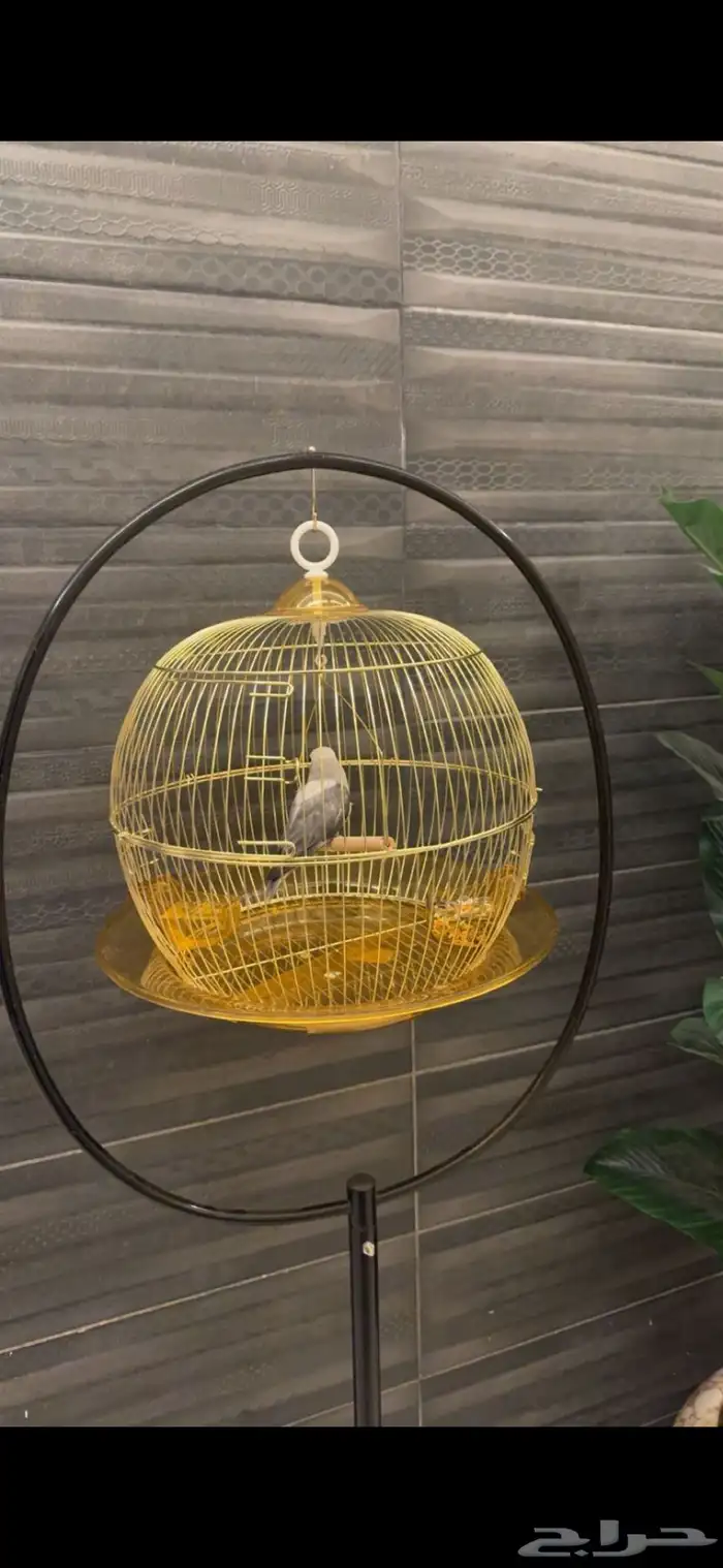 عصفور روز هدد مربيه بنفسي لونه رمادي وابيض وعمره بين السته 1