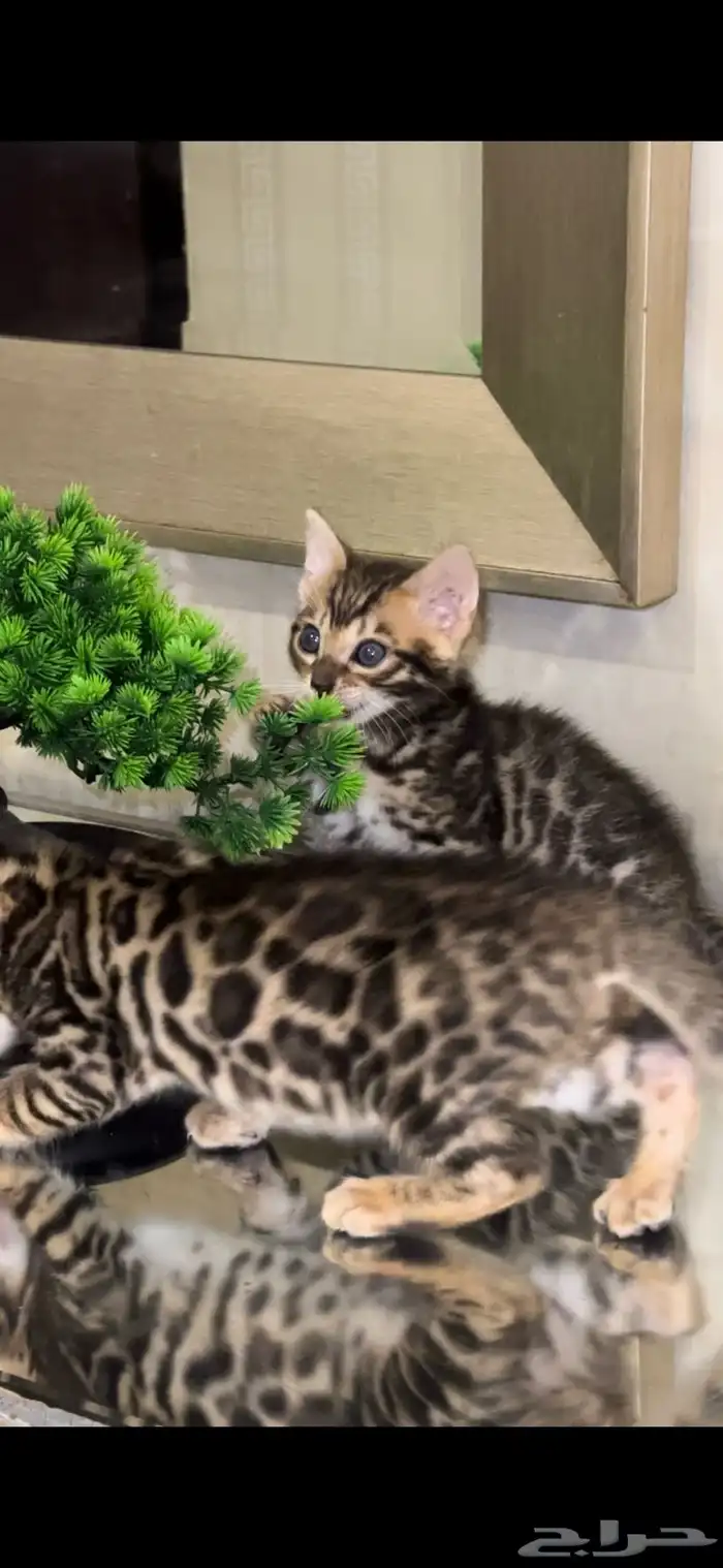 قطط بنغال للبيع مستوى اكثر من قوي ماشاء الله 15