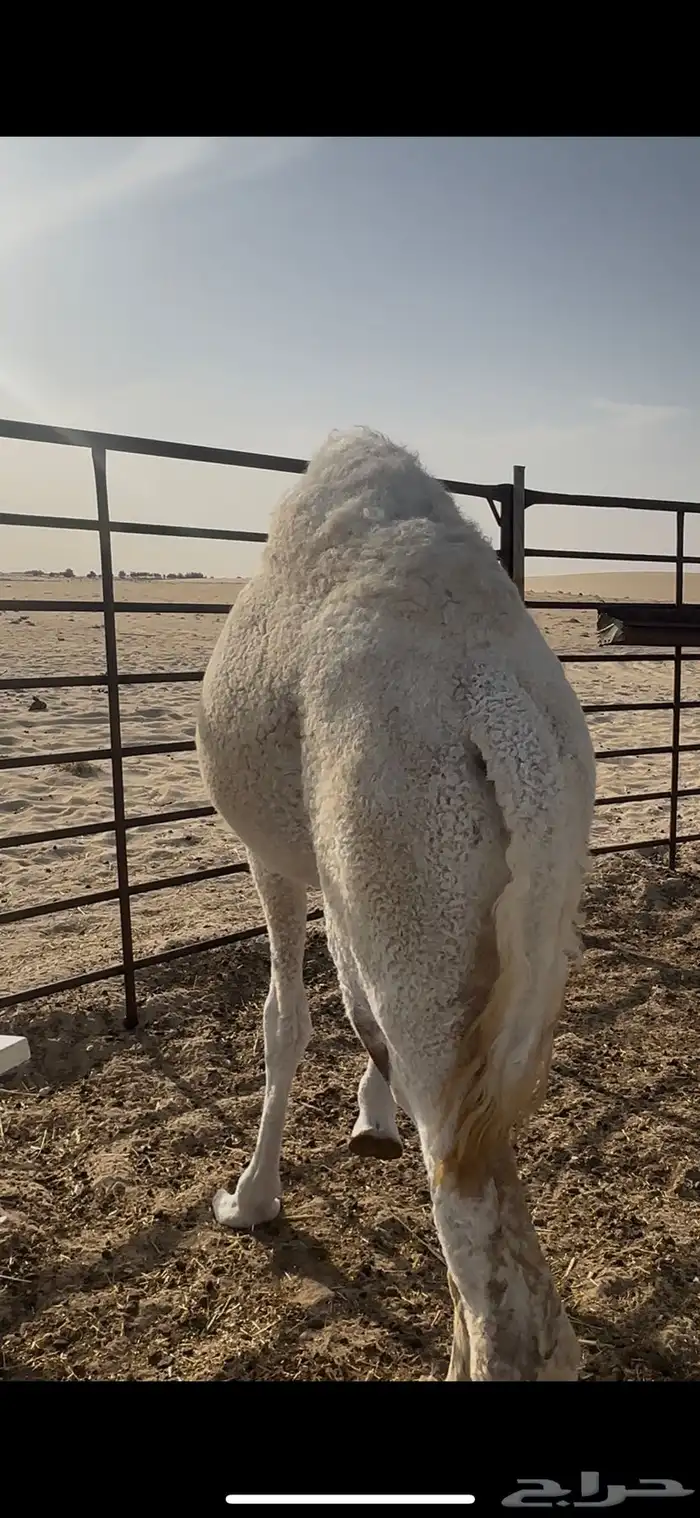 بكره طيبه كفو 3