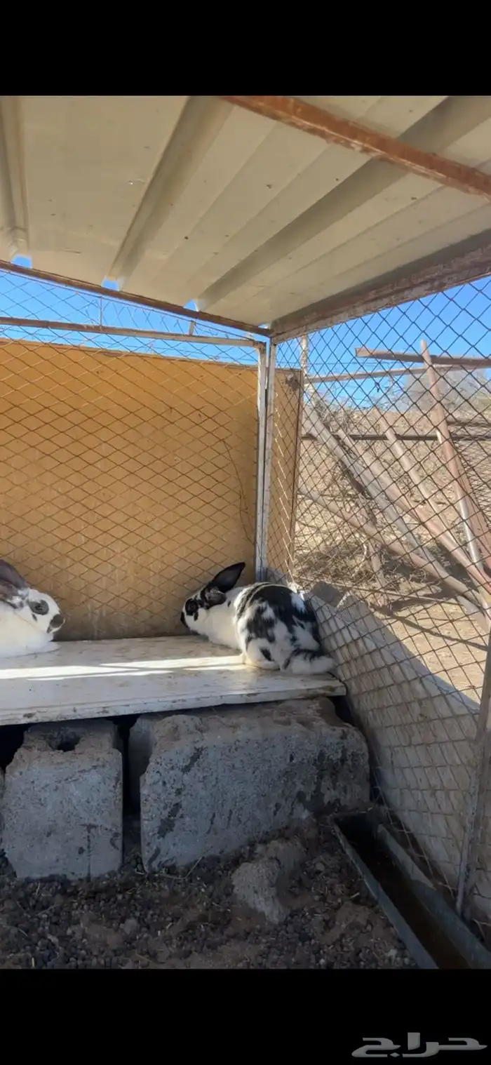 ارانب منتجه بابيون 2