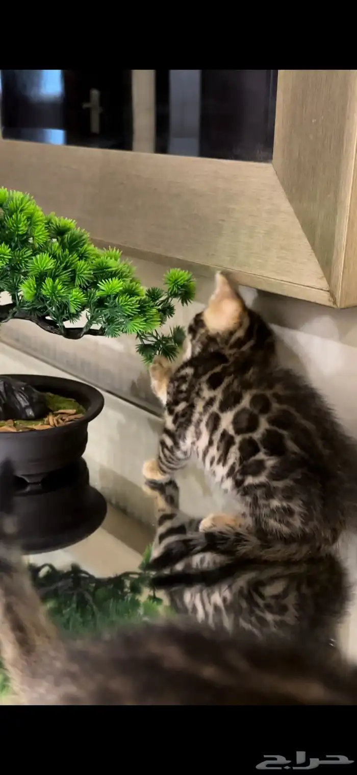 قطط بنغال للبيع مستوى اكثر من قوي ماشاء الله 5