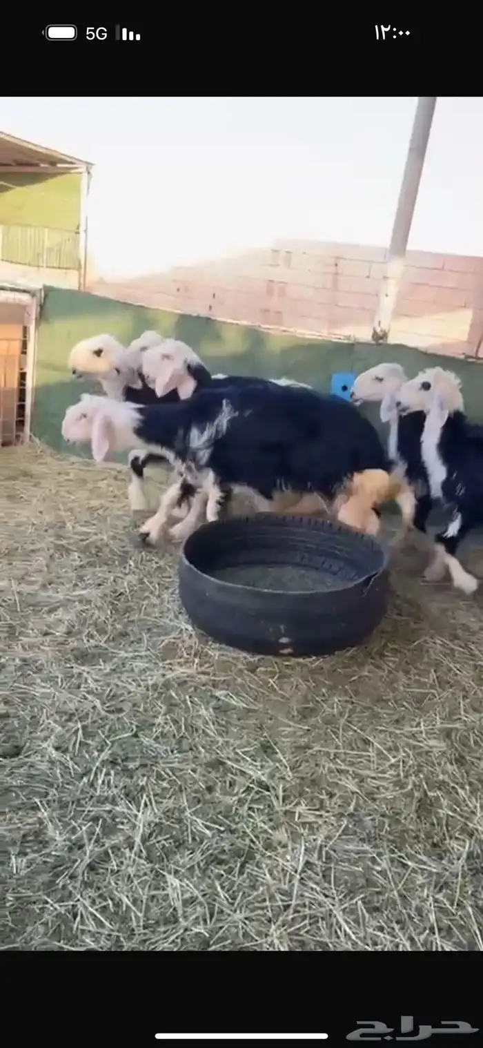 عرض بيع رخل نجد 3