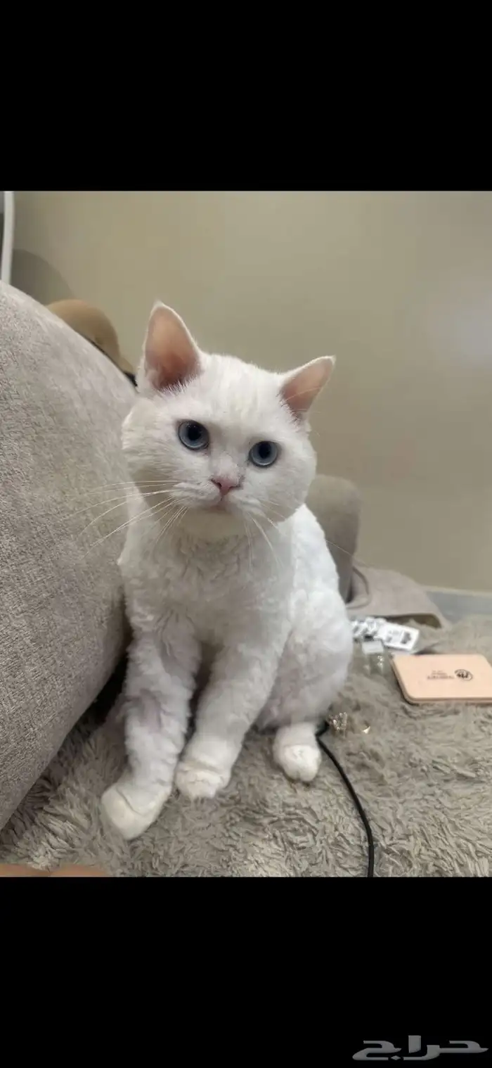 قطو ضايع بمكافاة 0