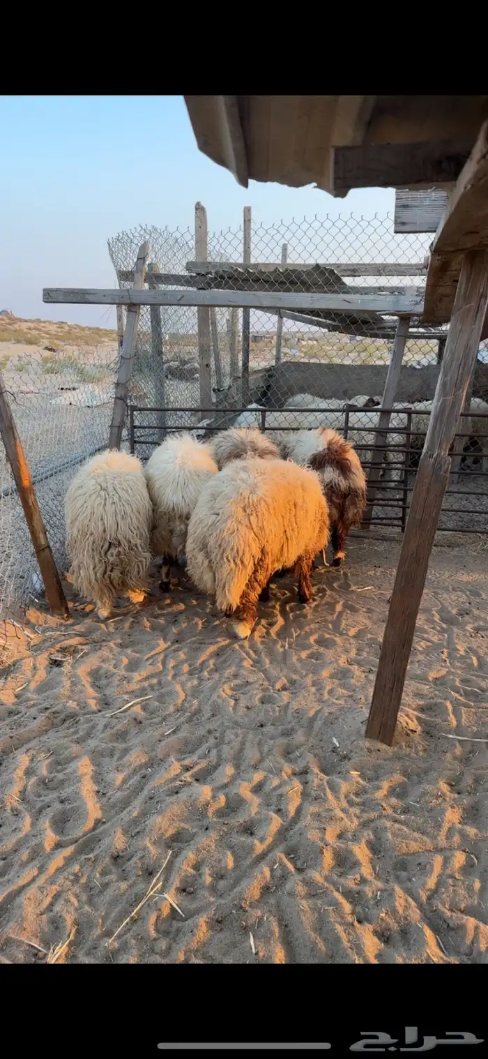 خرفان نعيم جبره 1