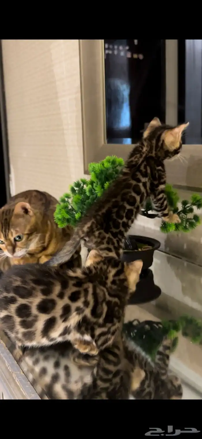 قطط بنغال للبيع مستوى اكثر من قوي ماشاء الله 10