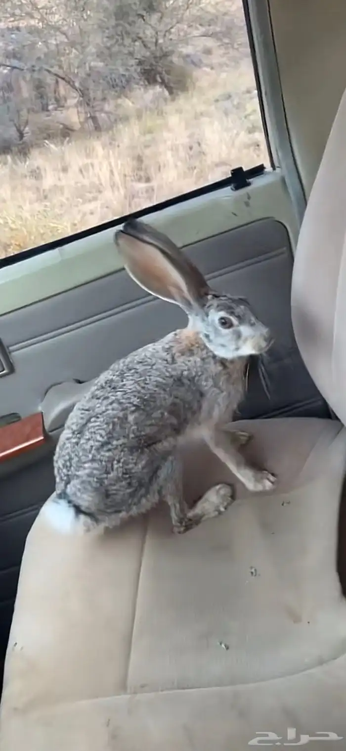 مطلوبب ارانب بريه 0