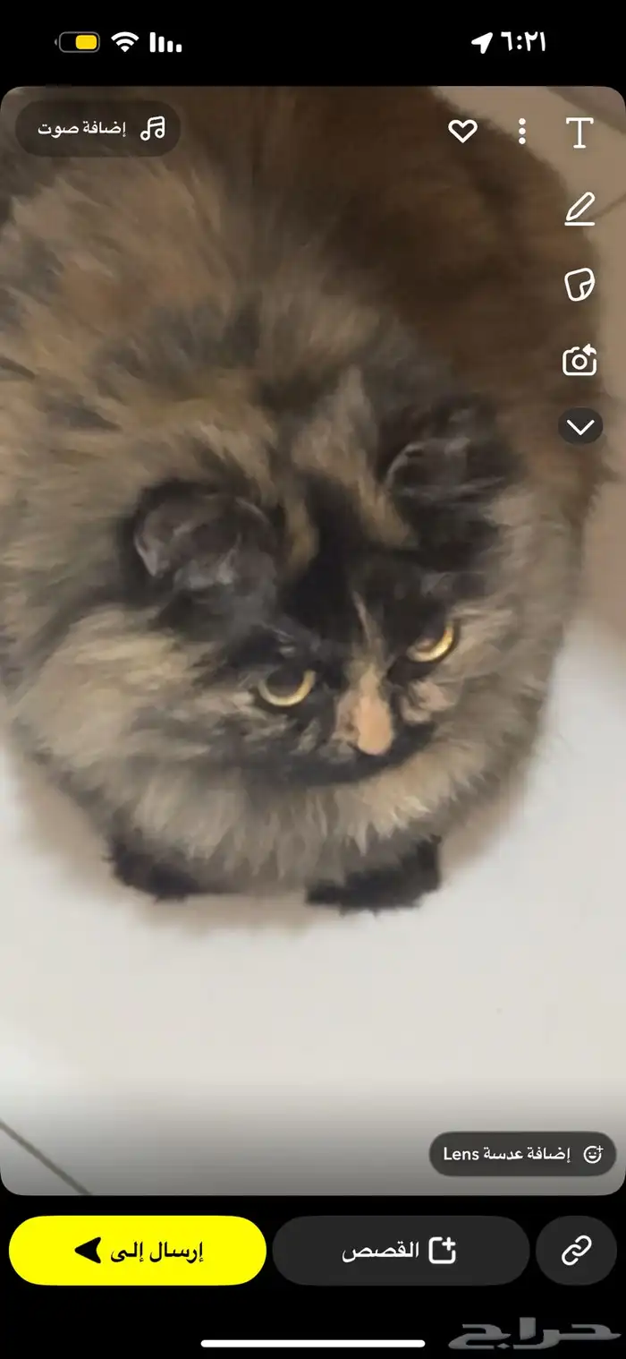 قطة شيرازية 4