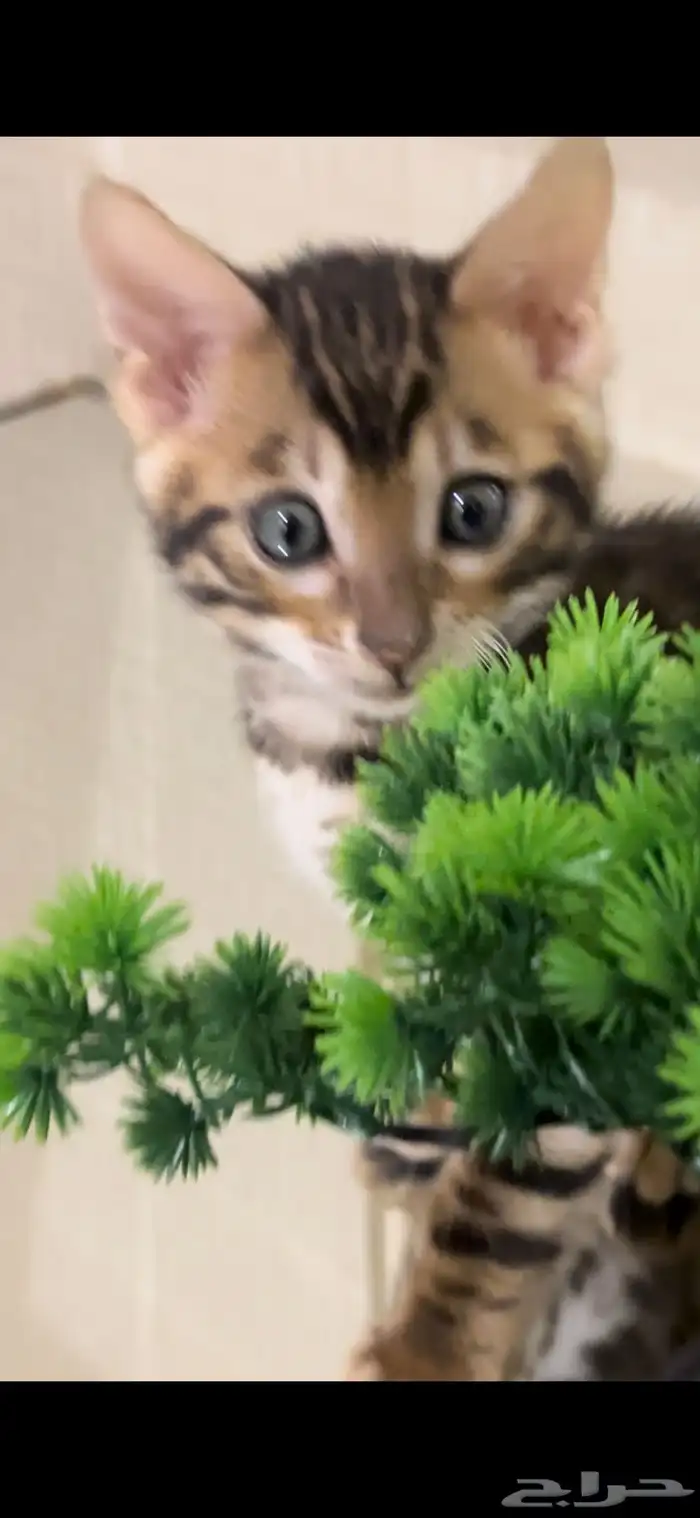 قطط بنغال للبيع مستوى اكثر من قوي ماشاء الله 18