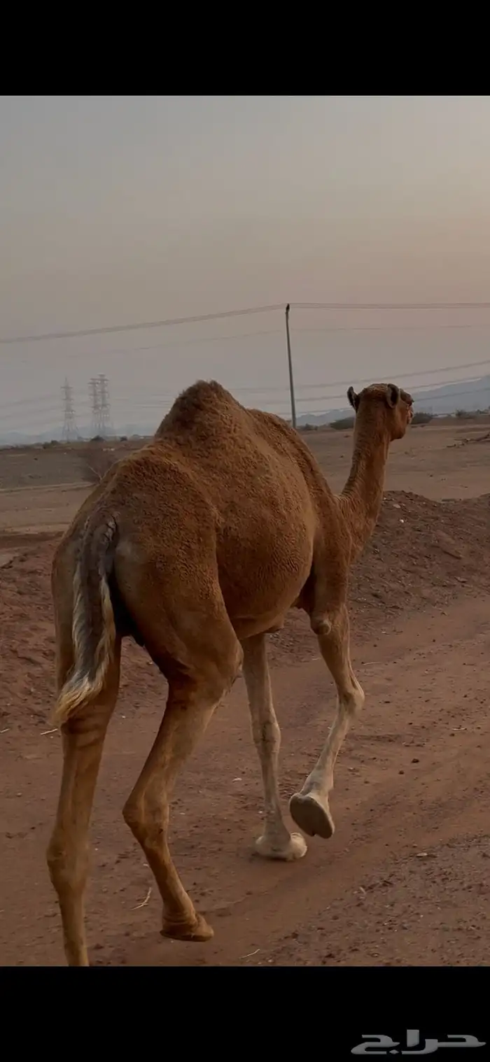 ناقه للبيع 0