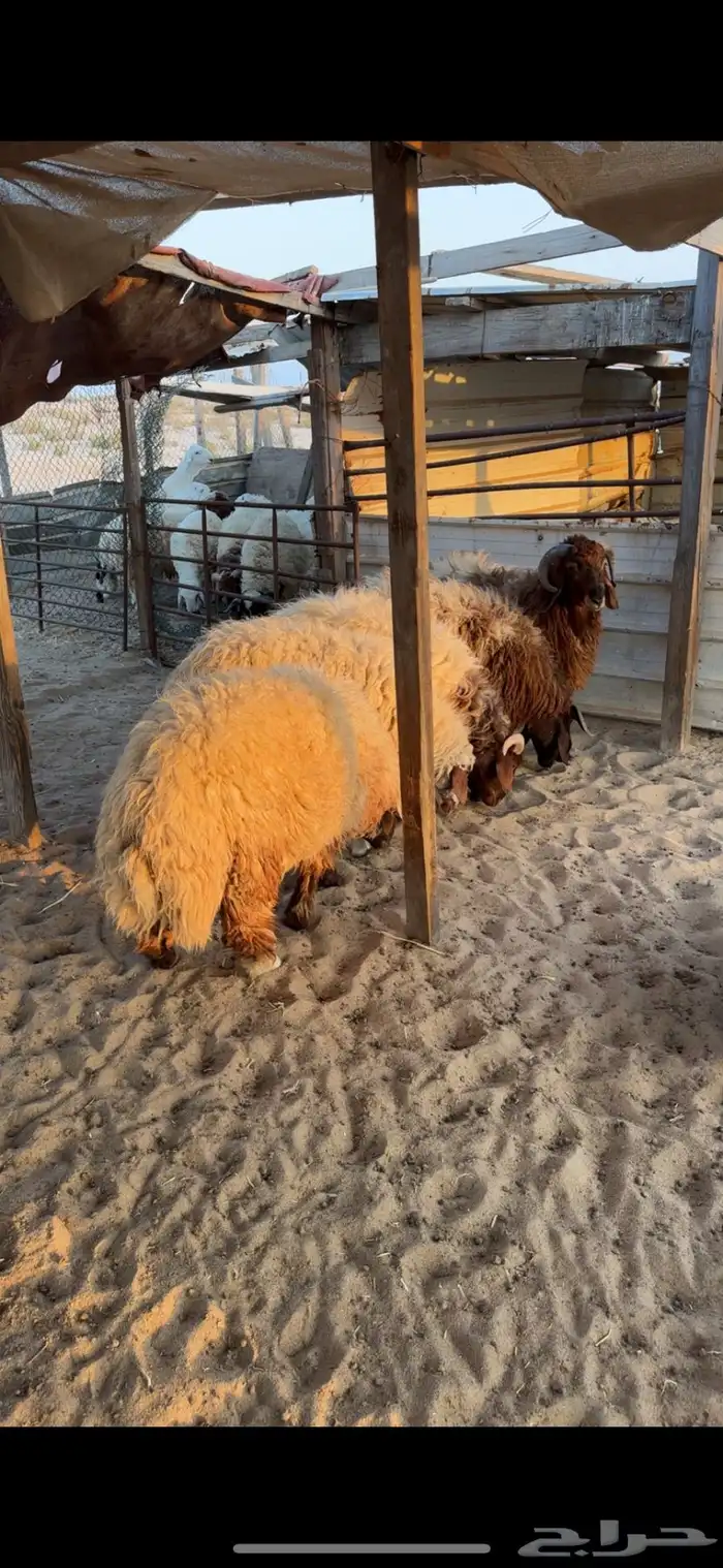 خرفان نعيم جبره 2